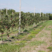 παλμέτα νεαρών μηλιών ποικιλίας φούτζι κίκου